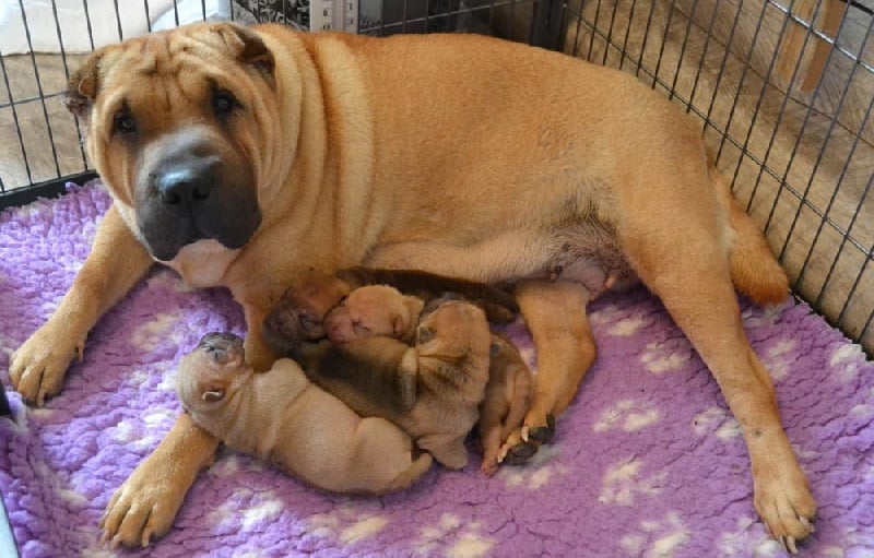 Des Lueurs Australes - Shar Pei - Portée née le 24/10/2015