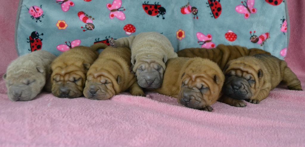 Des Lueurs Australes - Shar Pei - Portée née le 20/04/2022