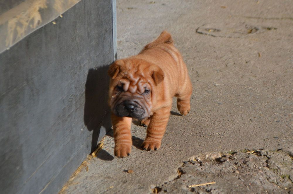 Des Lueurs Australes - Shar Pei - Portée née le 12/12/2020