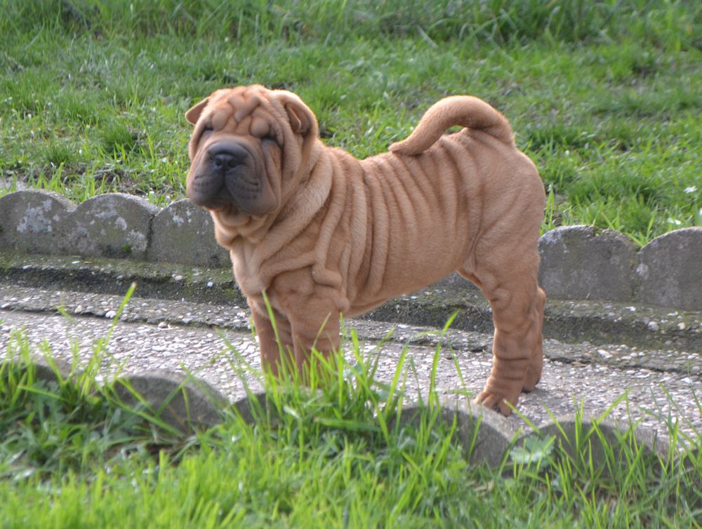 Des Lueurs Australes - Shar Pei - Portée née le 30/08/2019