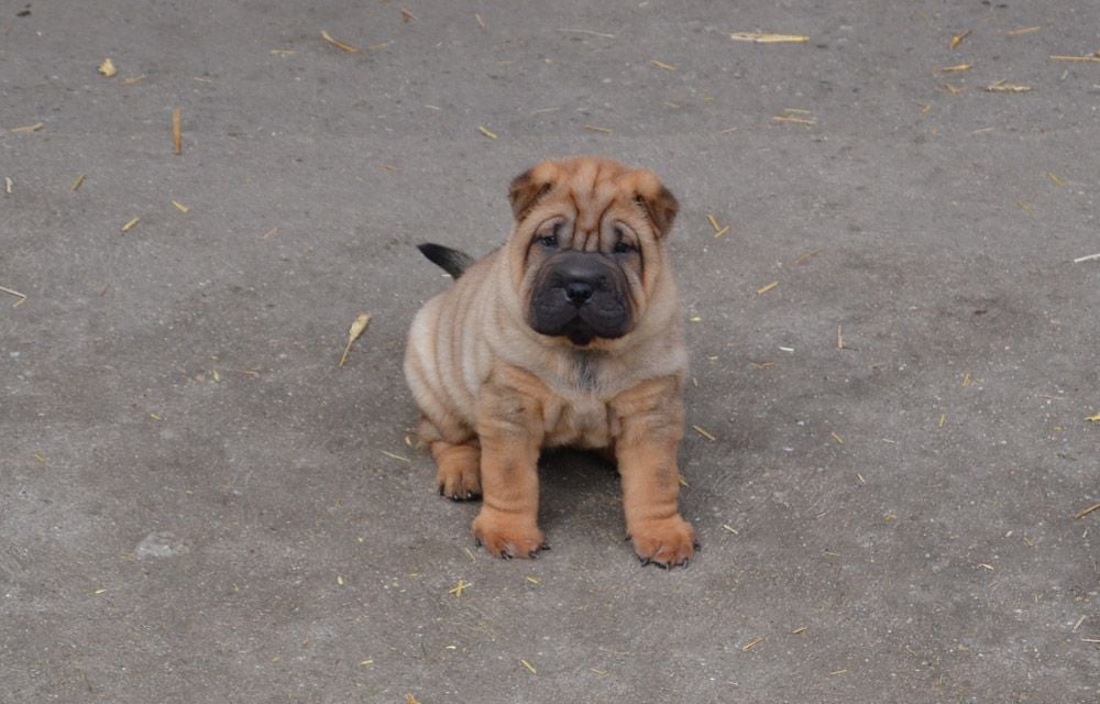 Des Lueurs Australes - Shar Pei - Portée née le 24/01/2018