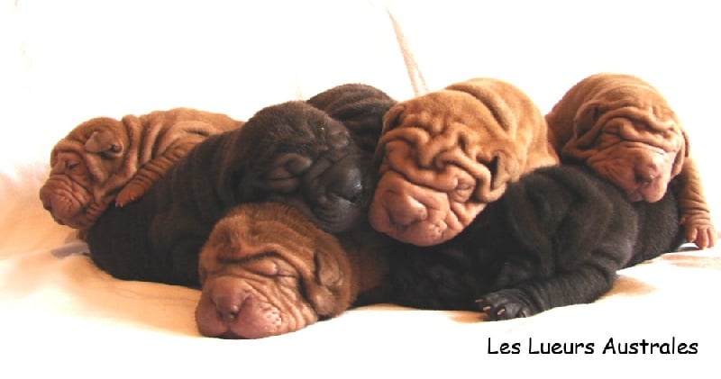 Des Lueurs Australes - Shar Pei - Portée née le 02/09/2011