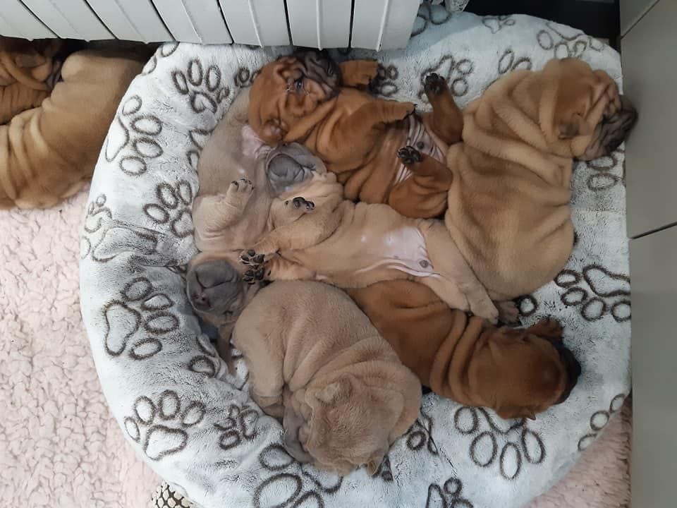 Des Lueurs Australes - Shar Pei - Portée née le 25/01/2020