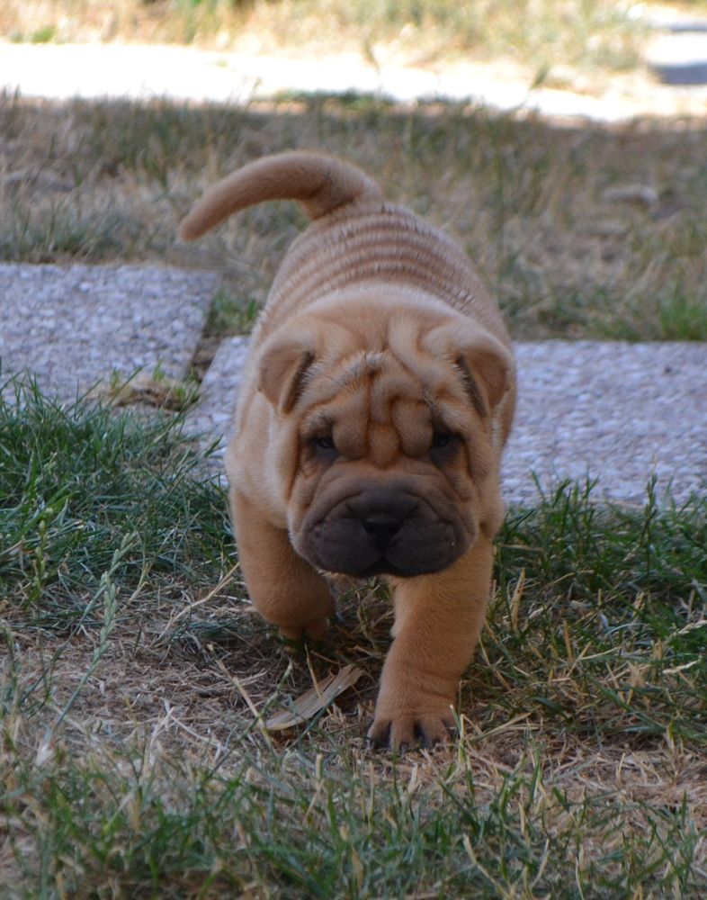 Des Lueurs Australes - Shar Pei - Portée née le 01/07/2020