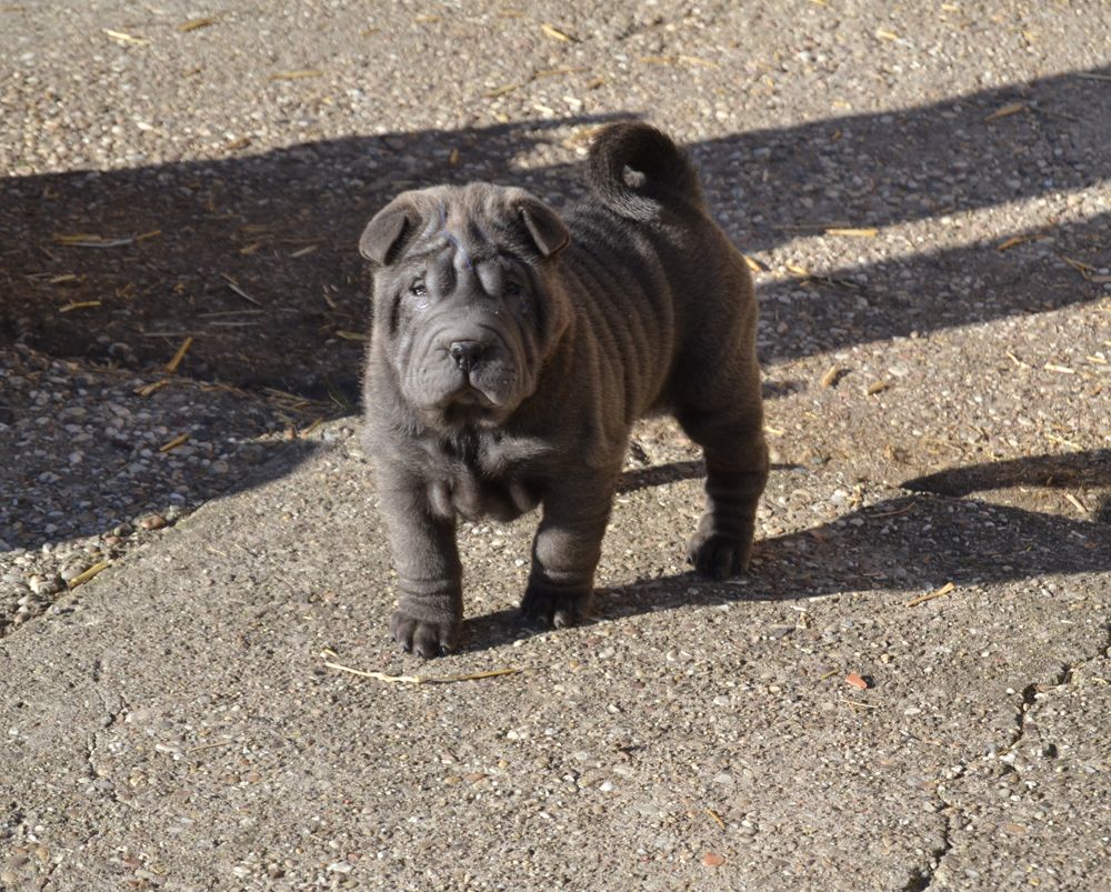 Des Lueurs Australes - Shar Pei - Portée née le 03/10/2018