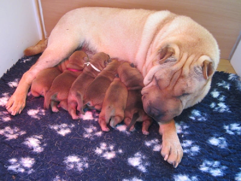 Des Lueurs Australes - Shar Pei - Portée née le 14/05/2012