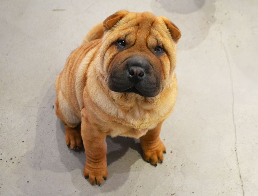 Des Lueurs Australes - Shar Pei - Portée née le 26/12/2018