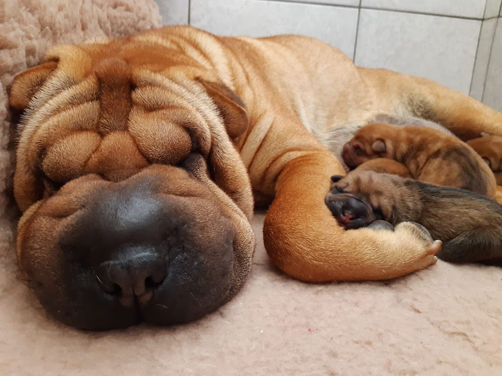 Des Lueurs Australes - Shar Pei - Portée née le 25/08/2019