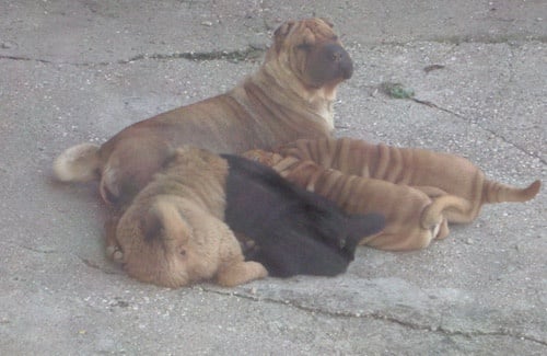 Des Lueurs Australes - Shar Pei - Portée née le 29/05/2011