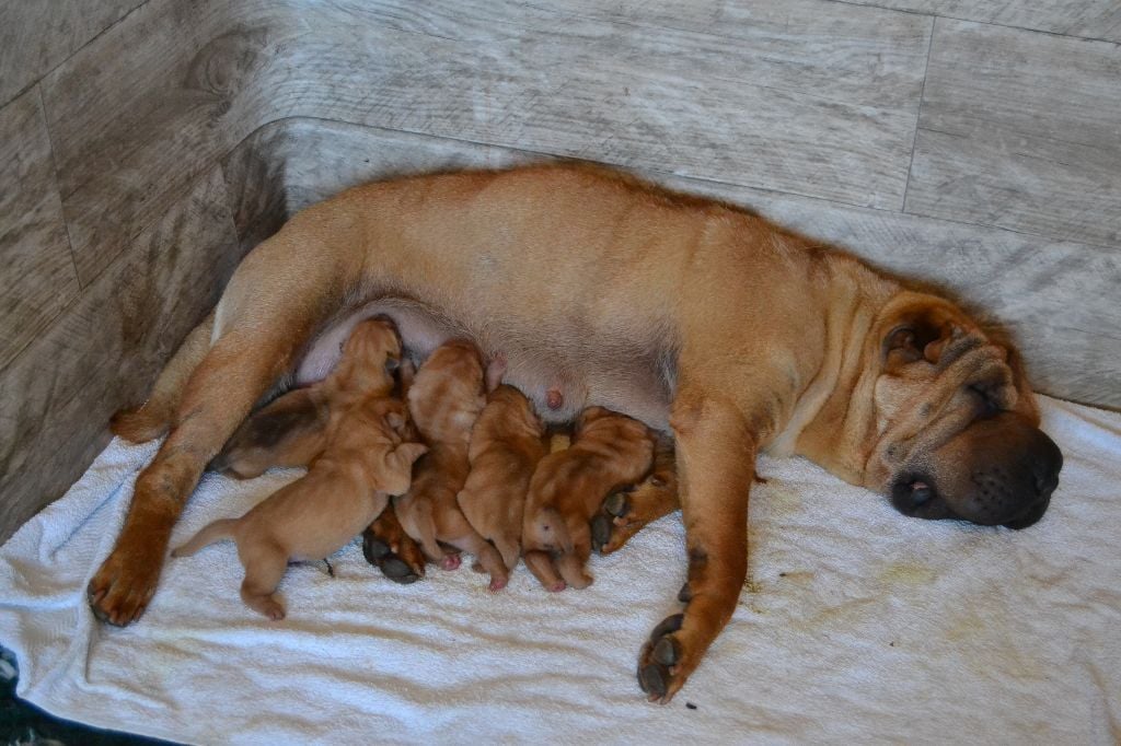 Des Lueurs Australes - Shar Pei - Portée née le 30/07/2017