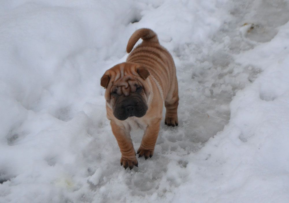 Des Lueurs Australes - Shar Pei - Portée née le 06/12/2020