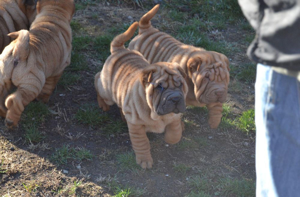 Des Lueurs Australes - Shar Pei - Portée née le 26/09/2018