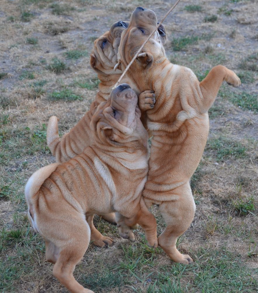 Des Lueurs Australes - Shar Pei - Portée née le 03/05/2018