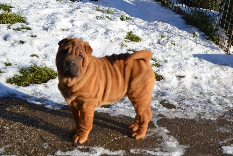 Des Lueurs Australes - Shar Pei - Portée née le 14/10/2016