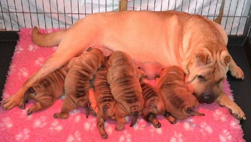 Des Lueurs Australes - Shar Pei - Portée née le 11/03/2014