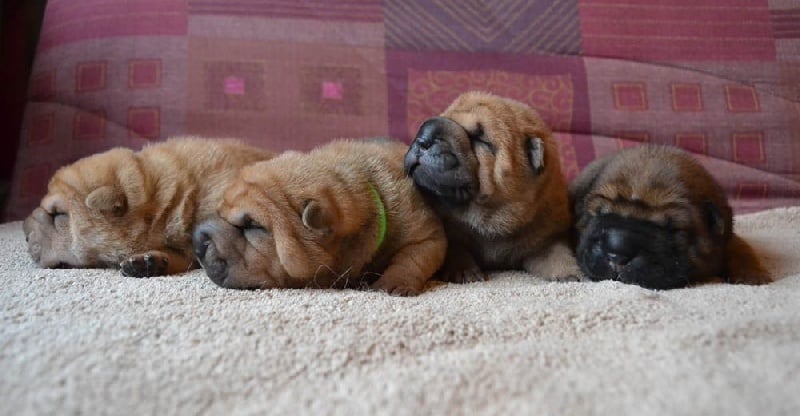 Des Lueurs Australes - Shar Pei - Portée née le 12/03/2015