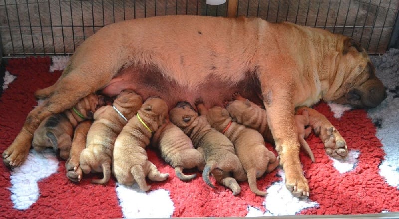 Des Lueurs Australes - Shar Pei - Portée née le 20/05/2014