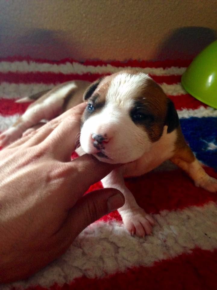 Dei Gladiatori D'oro - American Staffordshire Terrier - Portée née le 15/01/2017