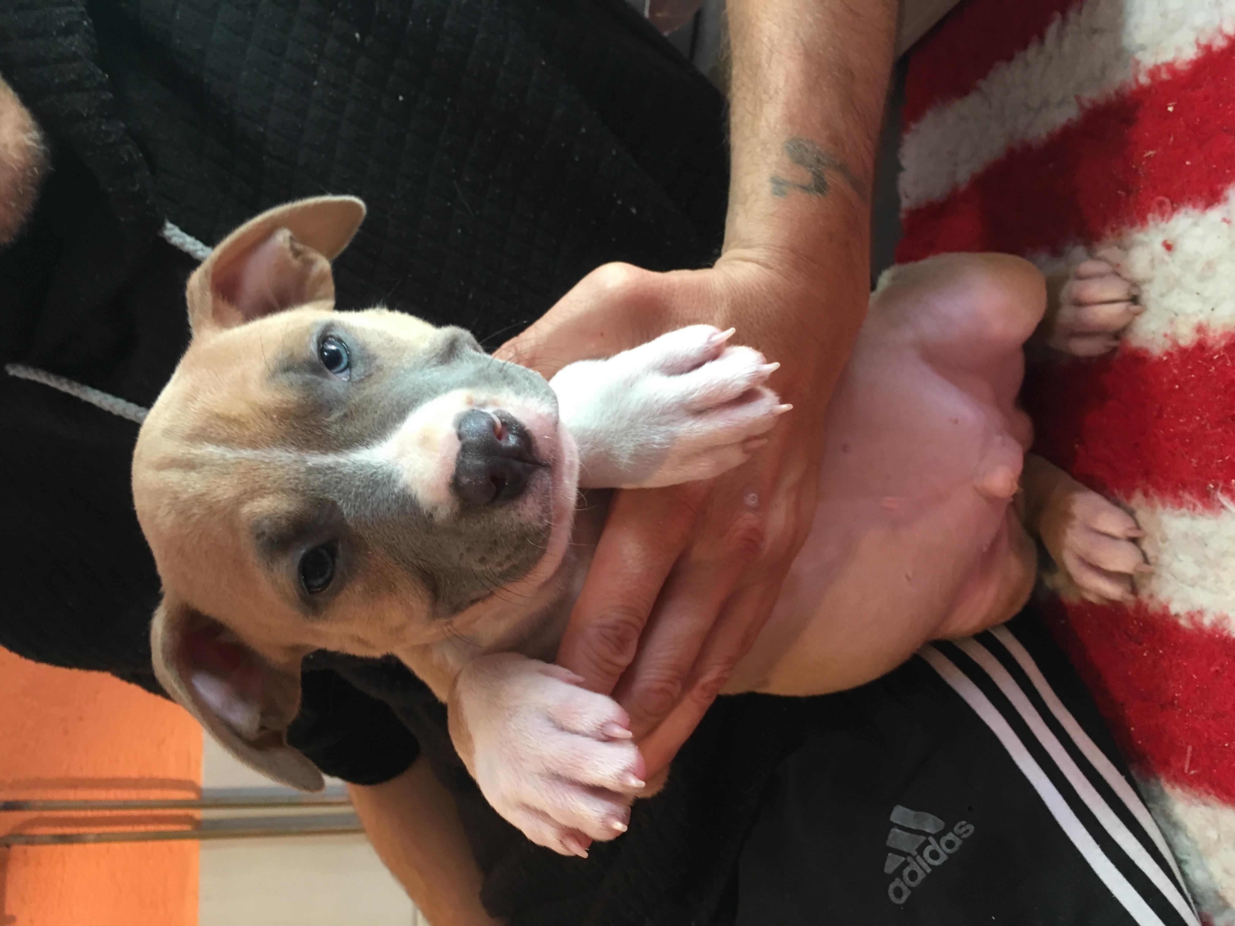 Dei Gladiatori D'oro - American Staffordshire Terrier - Portée née le 19/07/2017