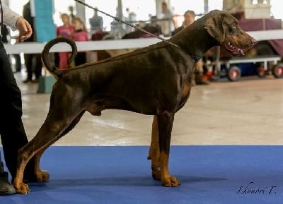 Des Brumes De Kalhan - CACIB Metz, Spéciale de race