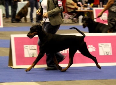 Des Brumes De Kalhan - Championnat d'Europe 2013