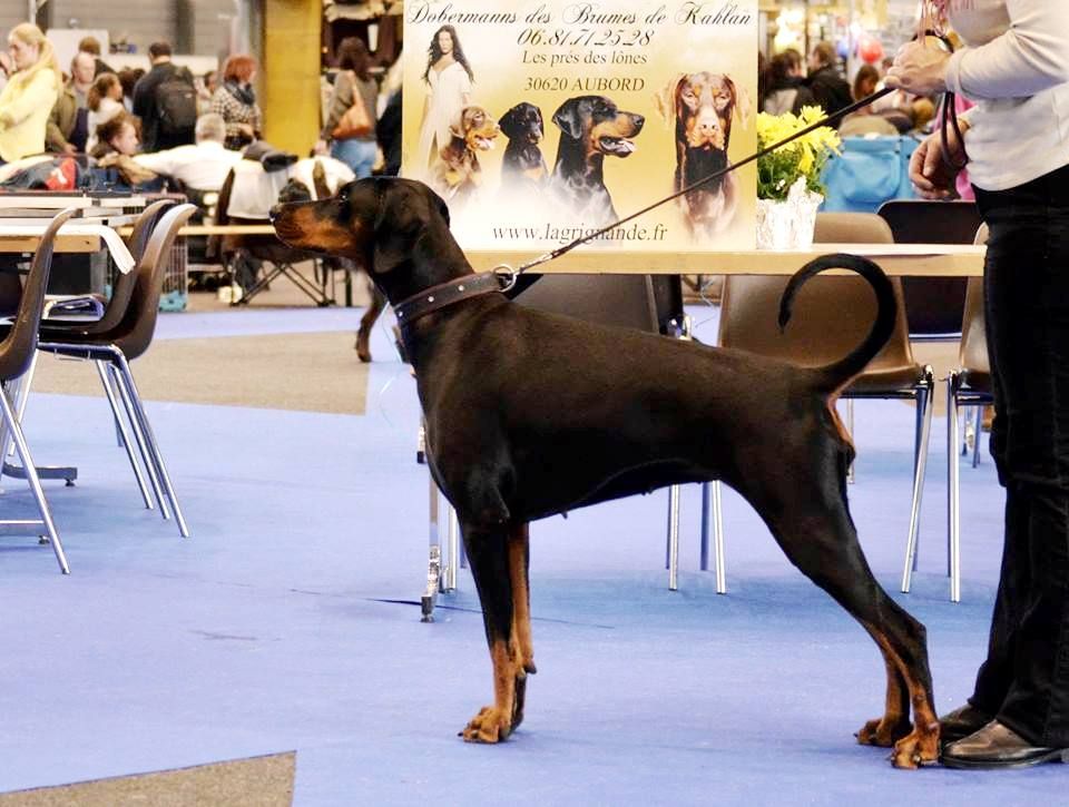 Des Brumes De Kalhan - Maïa Championne de suisse à 15 mois ! 