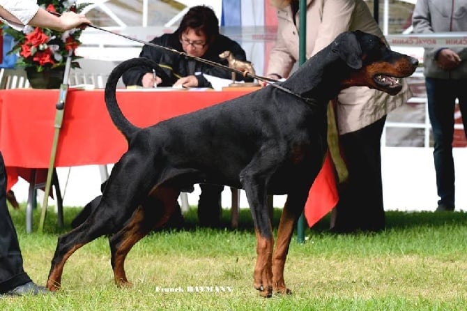 Des Brumes De Kalhan - Nationale d'Elevage 2014