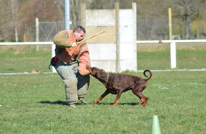 Des Brumes De Kalhan - Grand Prix de Travail Du Dobermann club de France