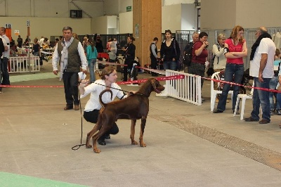 Des Brumes De Kalhan - Championnat de France 2013