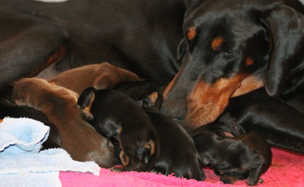 Des Brumes De Kalhan - Dobermann - Portée née le 25/01/2018