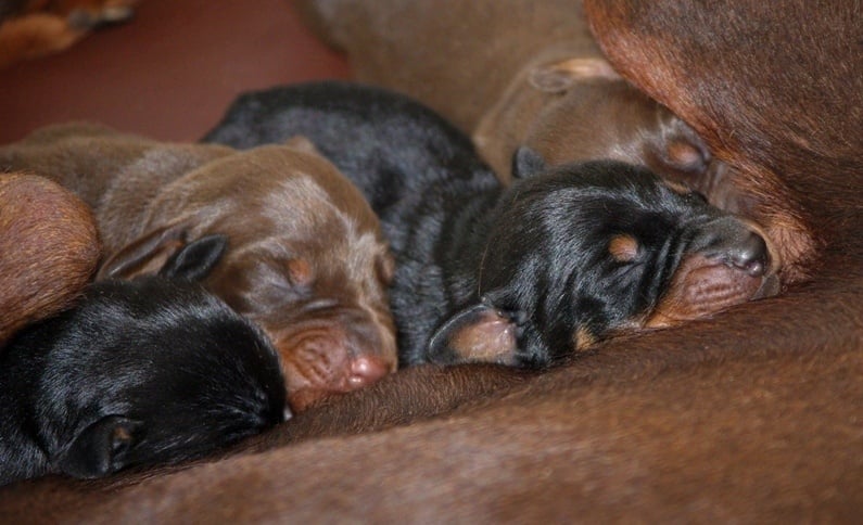 Des Brumes De Kalhan - Dobermann - Portée née le 02/05/2012