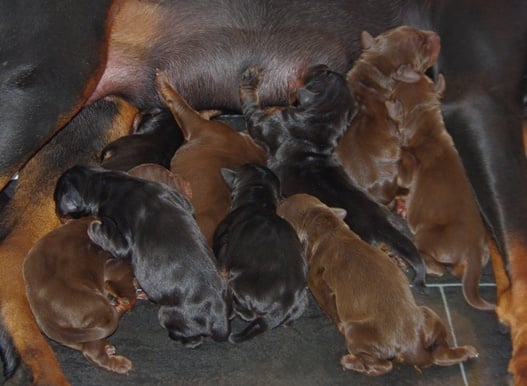 Des Brumes De Kalhan - Dobermann - Portée née le 07/08/2012