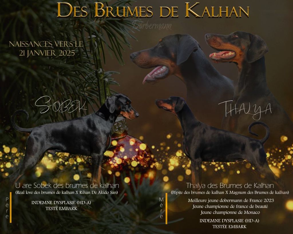 Des Brumes De Kalhan - Dobermann - Portée née le 18/01/2025