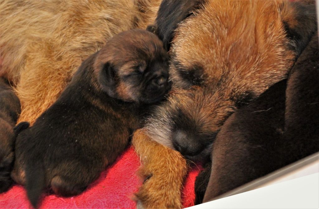 Des Brumes De Kalhan - Border Terrier - Portée née le 11/05/2020