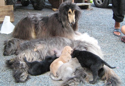 d'Agathe's D-Day - La famille