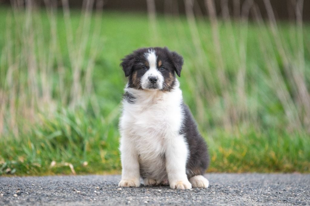 du Feeling de Nolister - Chiots disponibles - Berger Australien