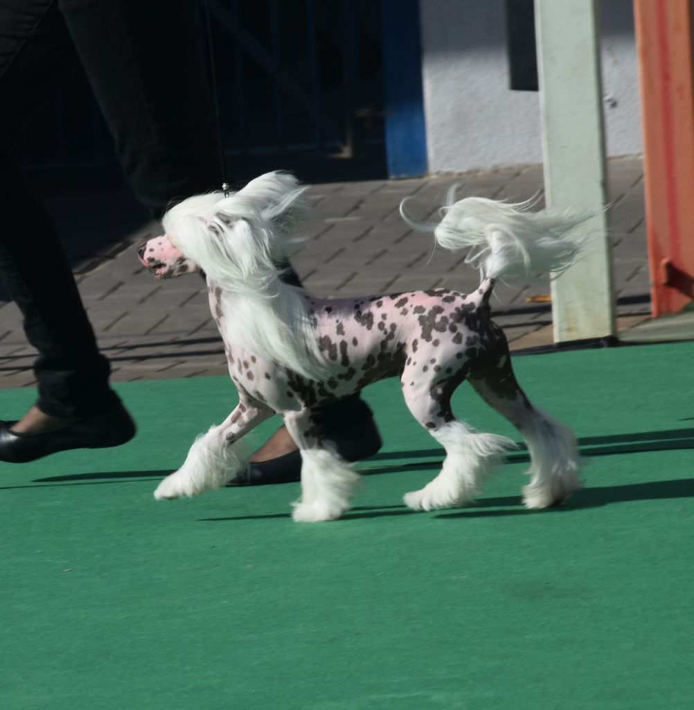 Little Dog Of Dream - Exposition internationale de Bordeaux (14/01/18)