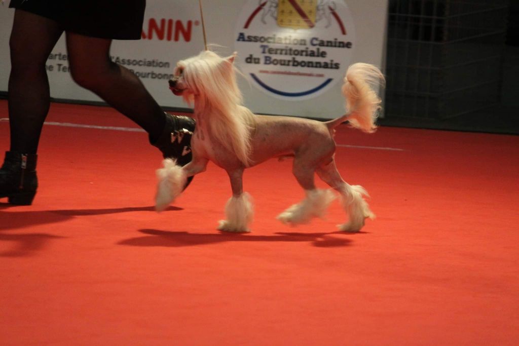 Little Dog Of Dream - Nouveau Champion de France