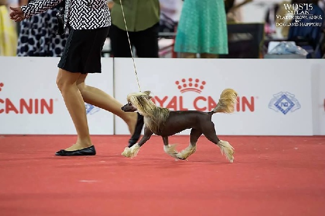 Little Dog Of Dream - World Dog Show  Milano 2015