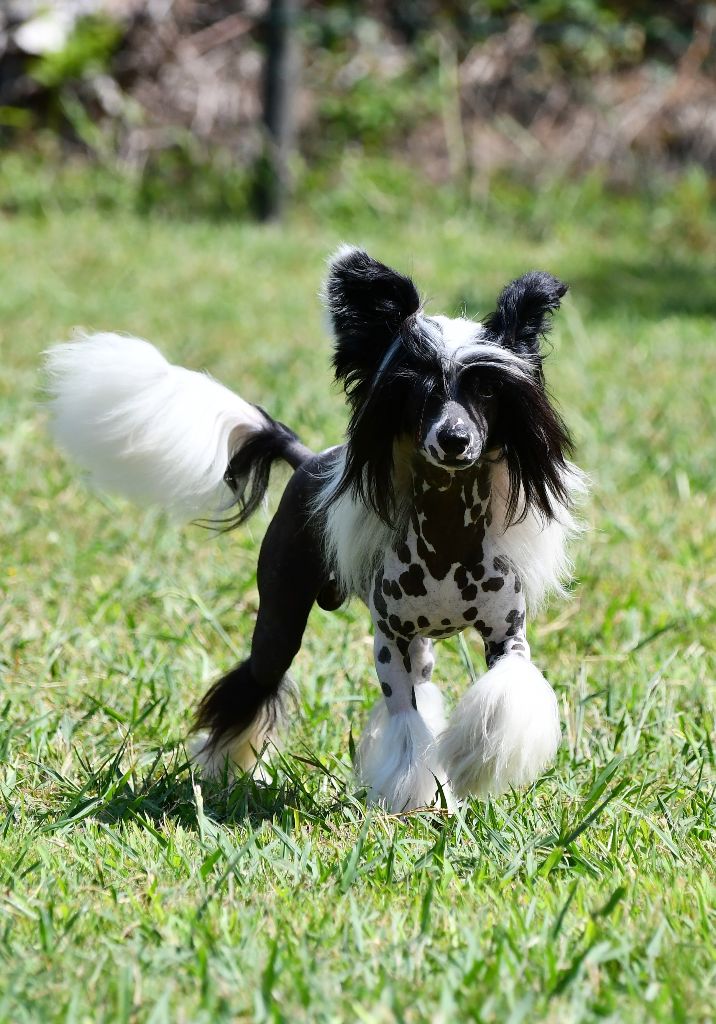 Little Dog Of Dream - Exposition nationale de Lanton 16/09/2018