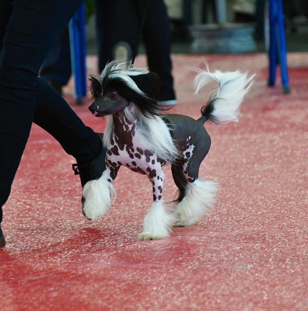 Little Dog Of Dream - Exposition internationale de Toulouse 22/02/2020