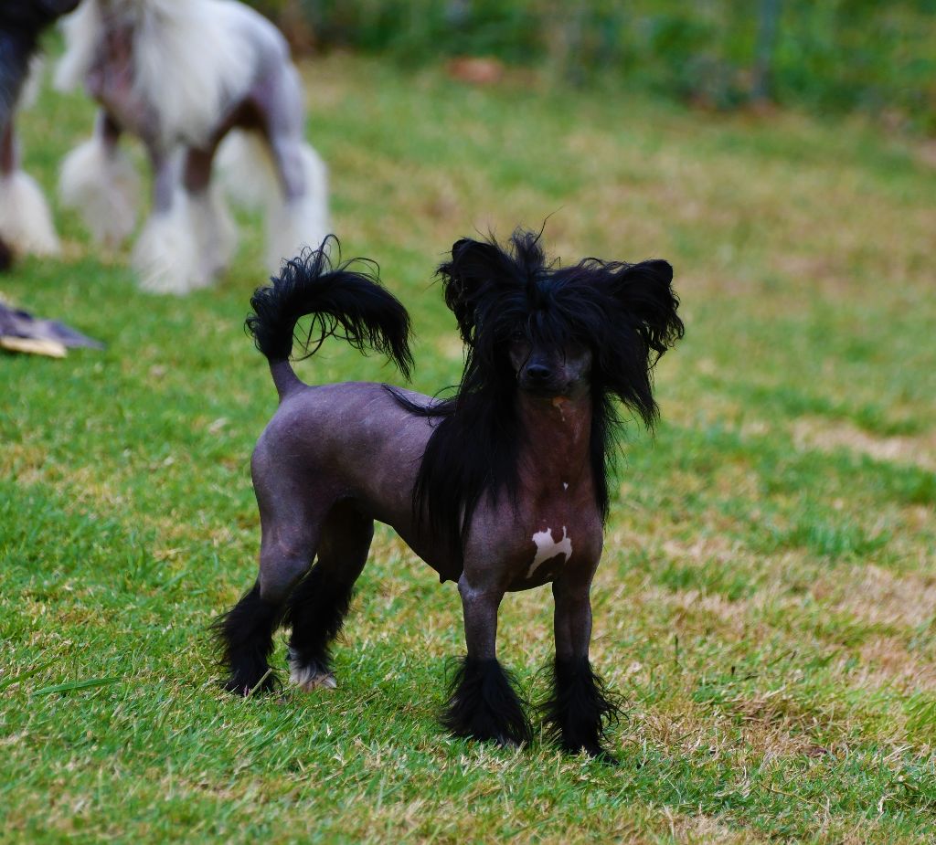 Little Dog Of Dream - Exposition nationale de Hasparren 06/10/2019