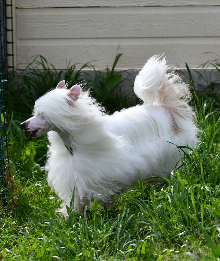 Little Dog Of Dream - Exposition internationale de Badaroz (Espagne) 13/05/18