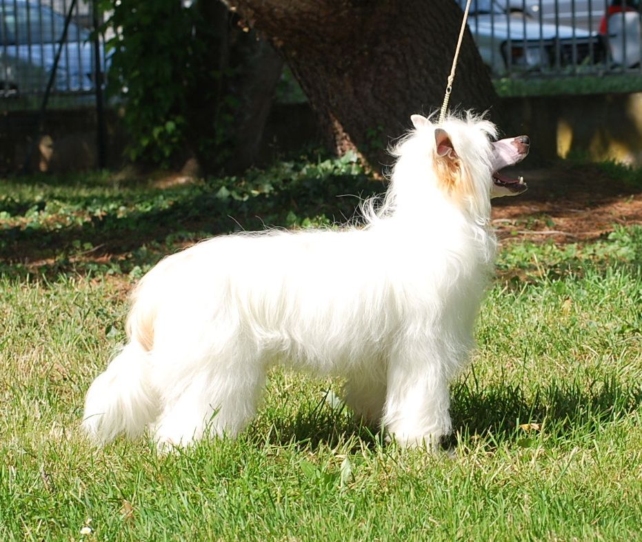 Little Dog Of Dream - Exposition nationale Villeneuve sur Lot