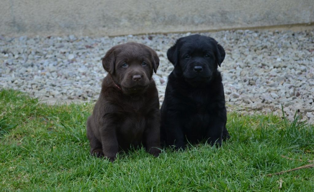 Chiot Labrador Retriever Du Petit Vey