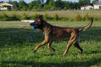 Des Plaines De Garonne - Centre Canin 82