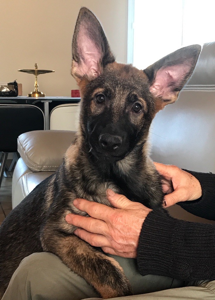 Chiot Berger Allemand Du Château De Lunéville