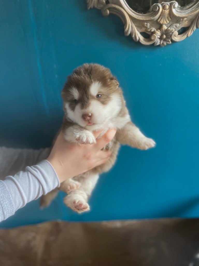 CHIOT COULEUR CHOCOLAT