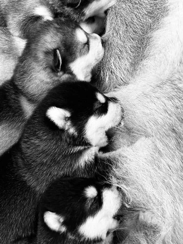 Chiot Alaskan Malamute Nashoba Spirit's