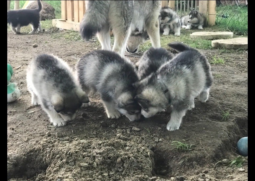 Chiot Alaskan Malamute Nashoba Spirit's